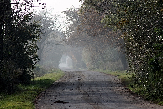 Droga w jesiennej mgle
