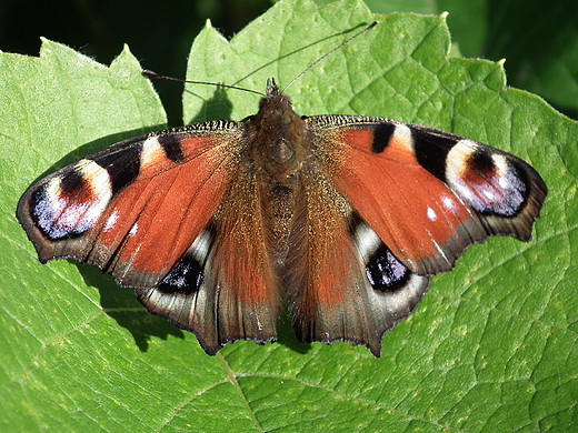 poprostu motyl