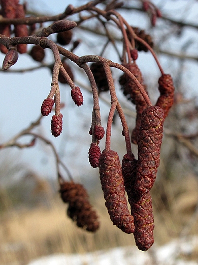 Alnus glutinosa