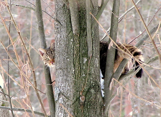 bik. Felis silvestris we wasnej osobie