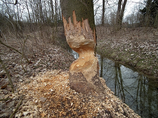 Drzewko bobrowe