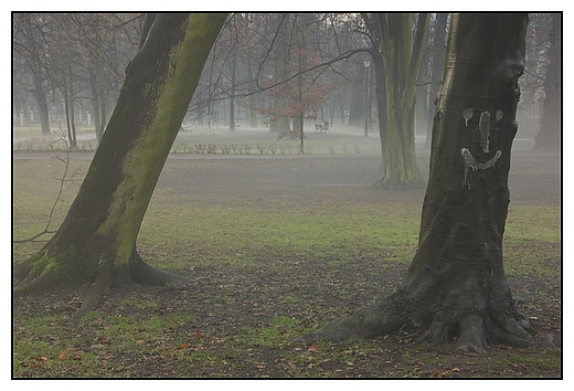 Kalisz - Park Miejski, drzewo z umiechem