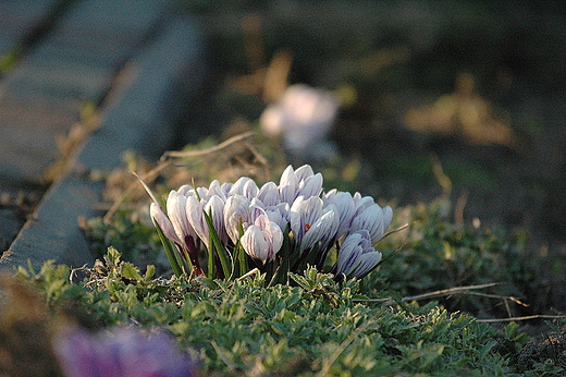 Krokusy