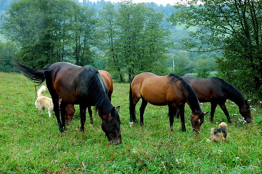 Konie na pooninie. Smolnik