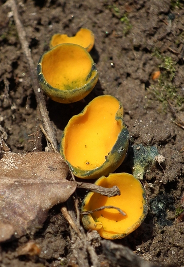 Kielonka byszczca Caloscypha fulgens