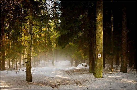 Wigierski Park Narodowy zaprasza na narty.