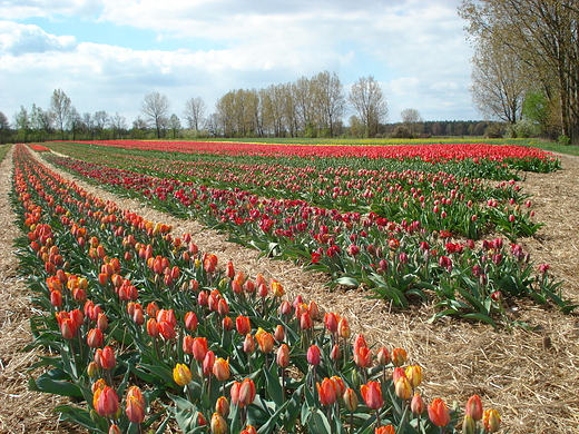 any tulipanw