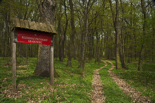 Rezerwaty Ponidzia - rezerwat Grabowiec