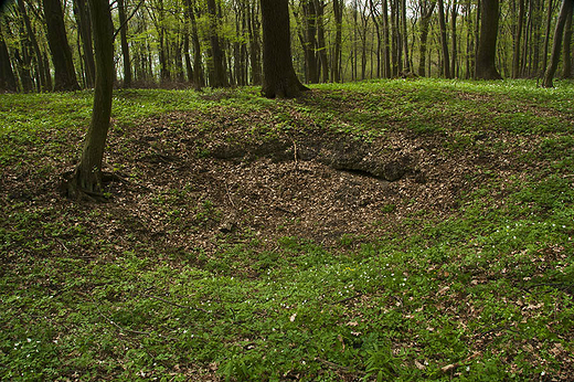 Rezerwaty Ponidzia - rezerwat Grabowiec