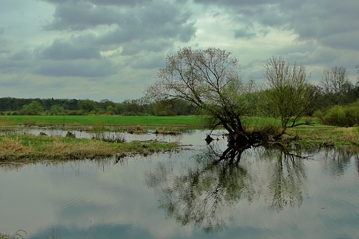 Wiosna nad Wart