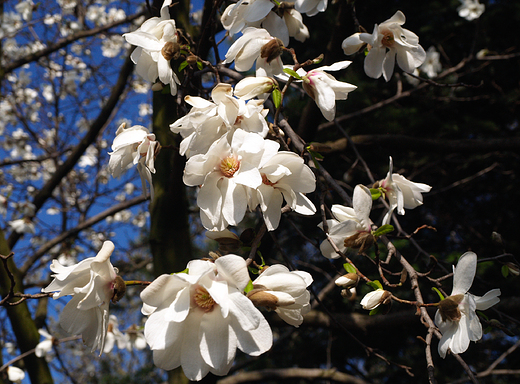 Kwiaty magnolii gwiedzistej.