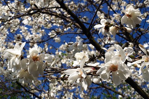 Magnolia gwiedzista.