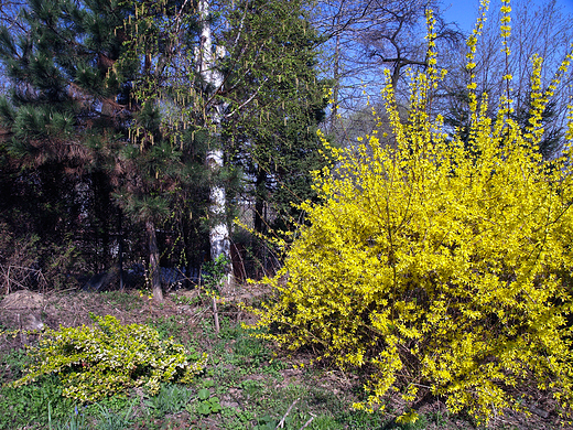 Forsycje  zoty deszcz 