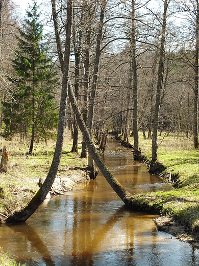 Bdzianka w Puszczy Rominckiej