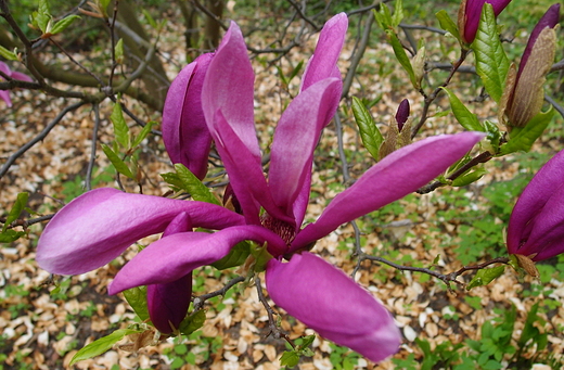 Magnolia