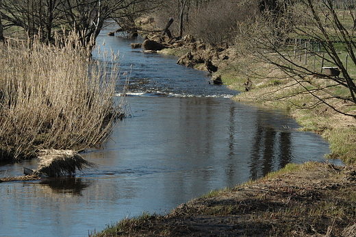 Rzeka Nurzec w Bokach