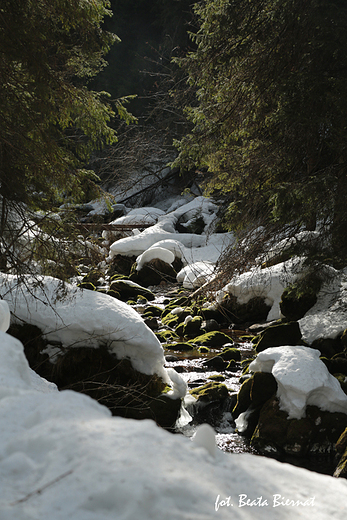 Dolina Kocieliska