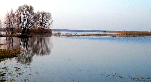 Wiosn nad Biebrz....