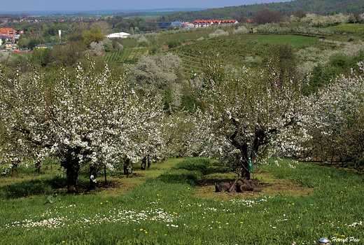 Trzebnica majowo