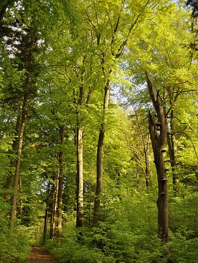 Roztoczaski Park Narodowy, szlak do Wojdy