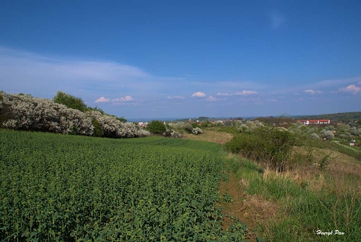 Panorama Trzebnicy