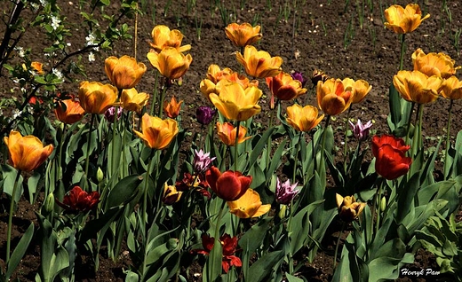 Tulipany