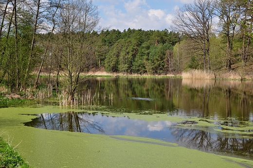 wiosennie nad stawami