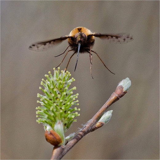 Bujanka - Bombylius major