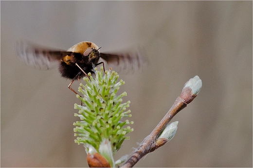 Bujanka wieksza - Bombylius major.