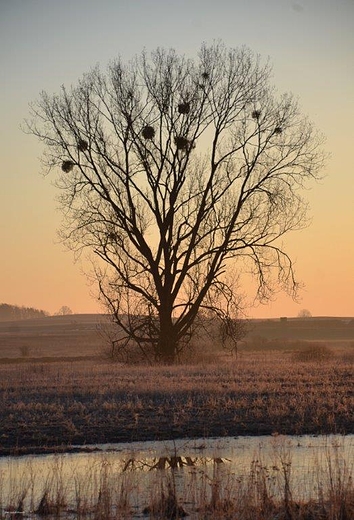 świt