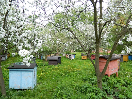 Jabeczna. Ule w sadzie na terenie prawosawnego zespou klasztornego.