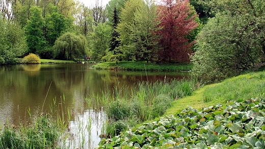 wiosenny OGRD DENDROLOGICZNY PRZELEWICE