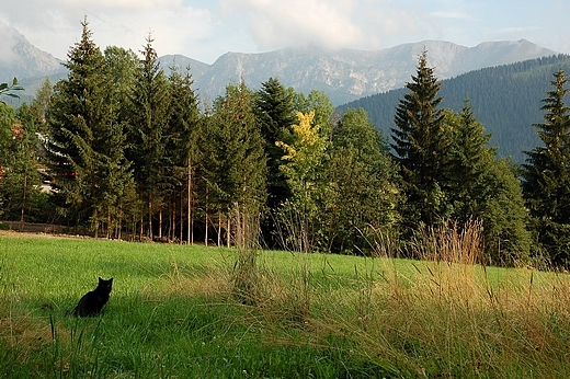 Kocieliskie widoki