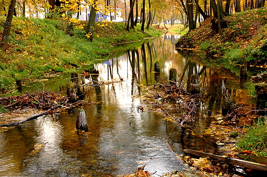 Czarna Staszowska. Kurozwki