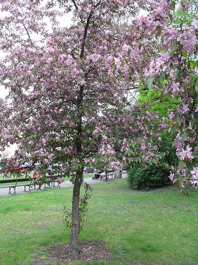 W parku Jana Kochanowskiego  w Bydgoszczy