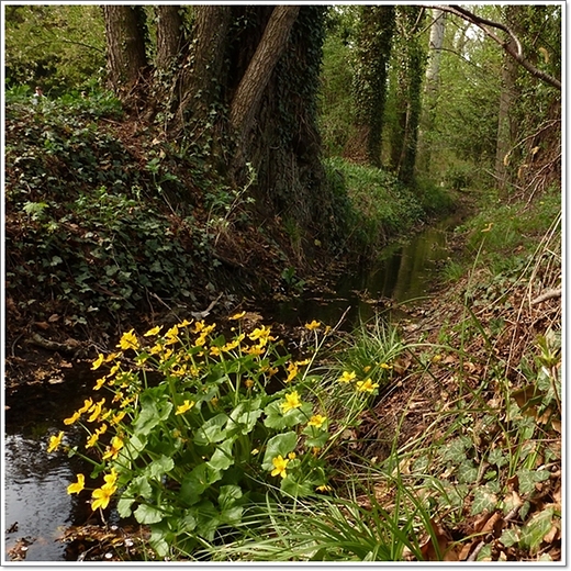 wiosenne krnickie arboretum