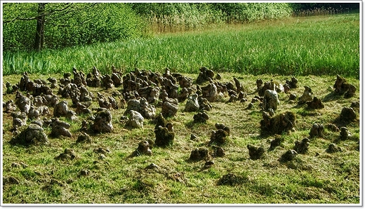 wiosenne krnickie arboretum