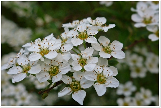 wiosenne krnickie arboretum - tawua norweska