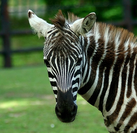 Zebra