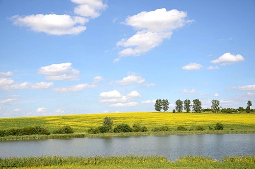 rzepakowy urok