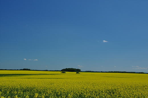 Rzepakowe pola