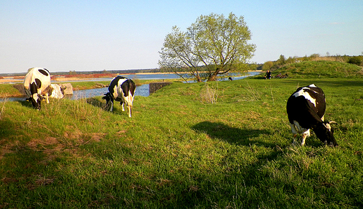 Pastuch z pieskiem czuwa nad stadkiem...