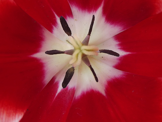 Katowice-Tulipany