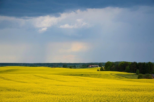 Rzepakowe klimaty