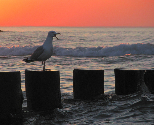 Ustka-  mewa.