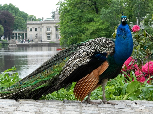 Warszawa. W azienkach.