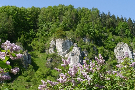 W Dolince Kobylaskiej