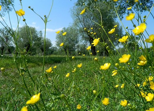 Szczypiorno. Nad Wkr.