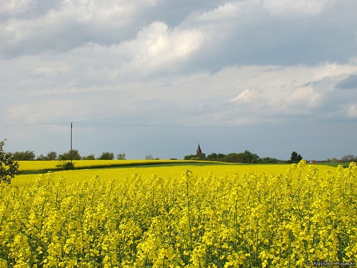 Pola rzepakowe