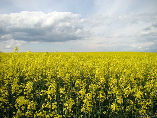 Pola rzepakowe